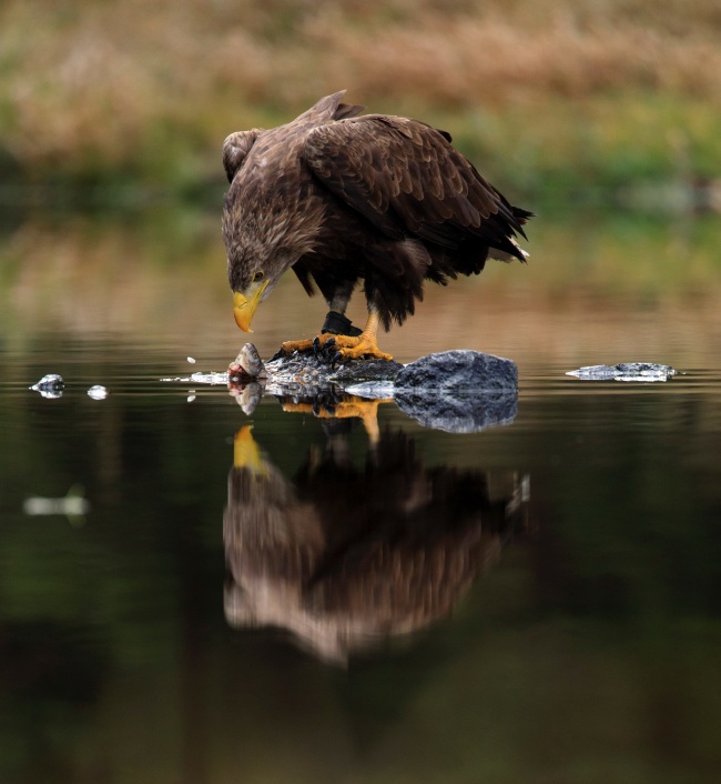 老鹰水中觅食图片