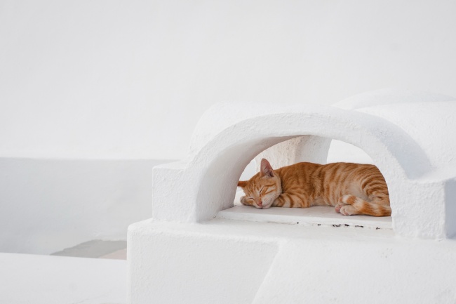 可爱橘猫睡觉图片