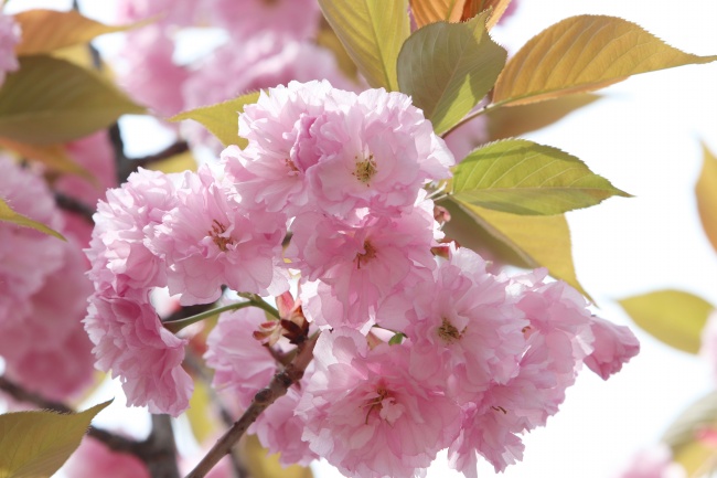 灿烂粉色樱花图片
