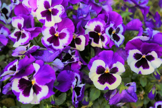 紫色鬼脸花开花图片