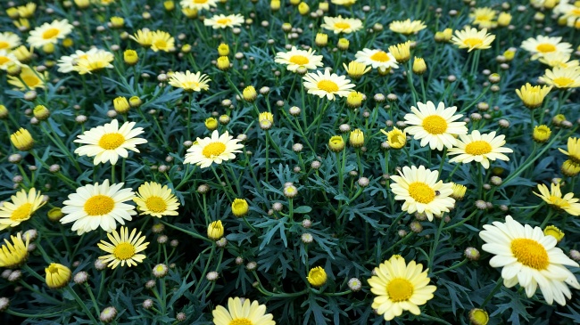 黄色雏菊开花图片