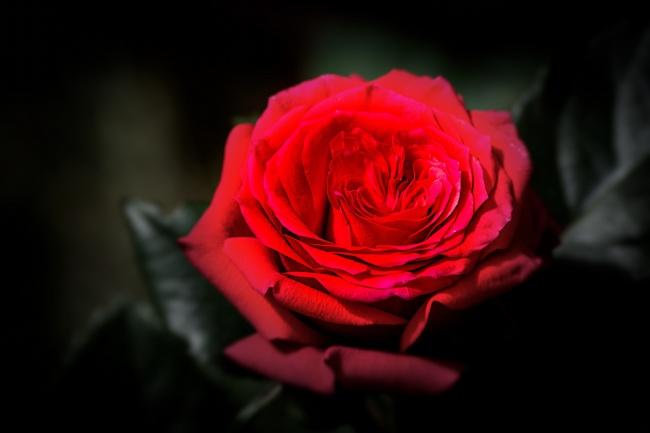 红玫瑰花近景特写图片