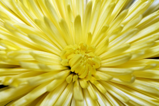黄色菊花花朵特写图片