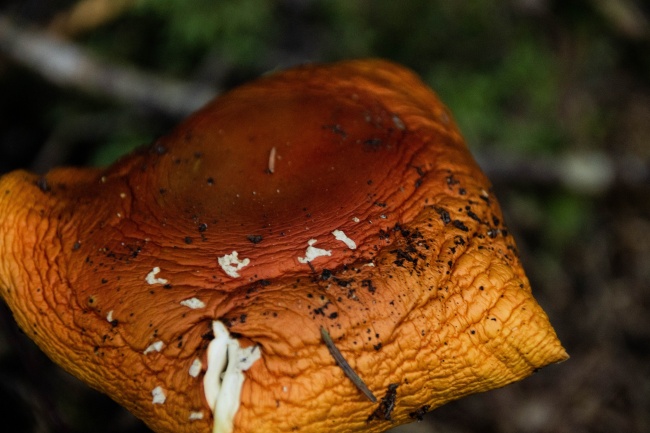 棕色大朵蘑菇图片