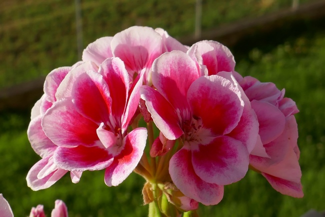 粉红天竺葵花图片
