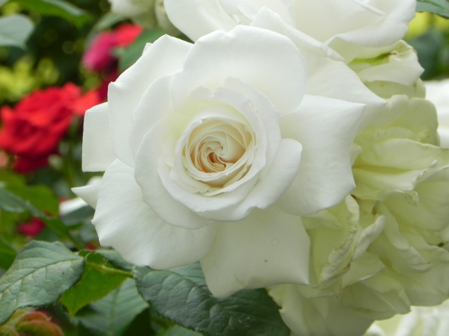 漂亮白玫瑰花朵图片