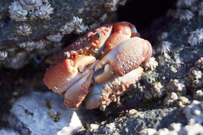 海洋螃蟹图片