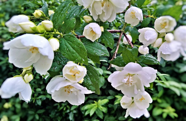 花园白色茉莉花图片