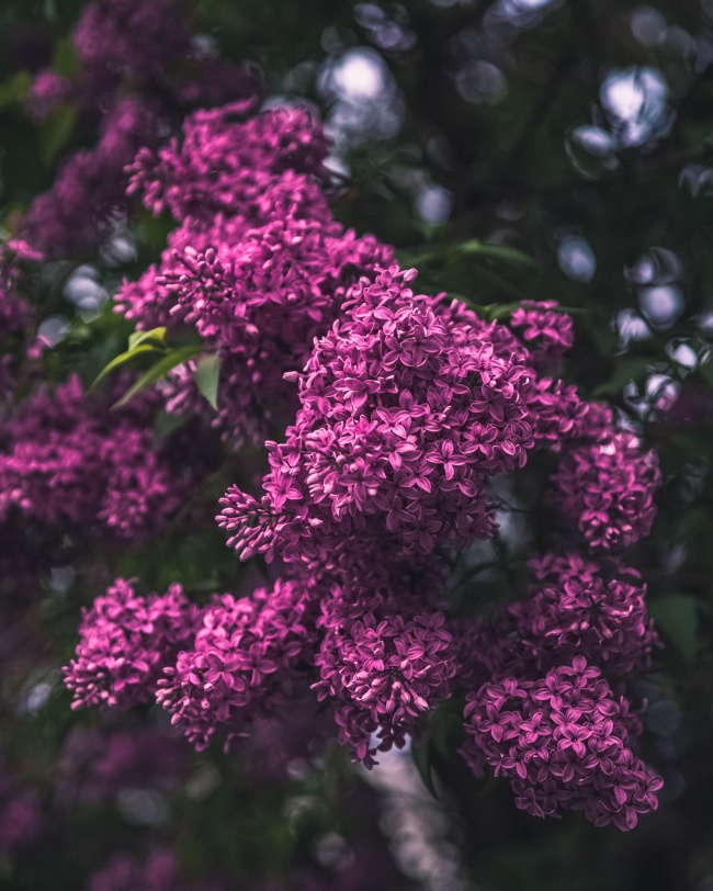 漂亮的紫色鲜花图片