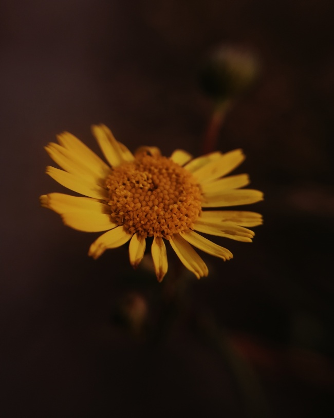 漂亮的黄色菊花图片