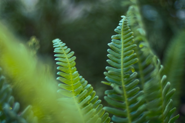 蕨类植物微距图片