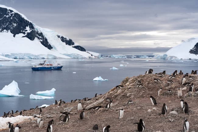 可爱南极小企鹅图片