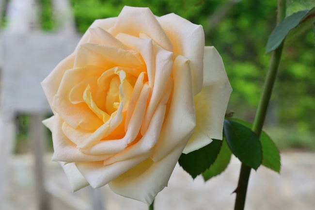 淡橙色玫瑰花朵图片