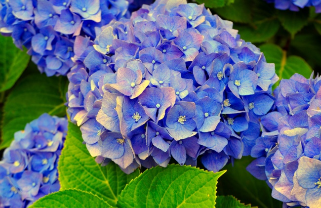 蓝色绣球花开花图片