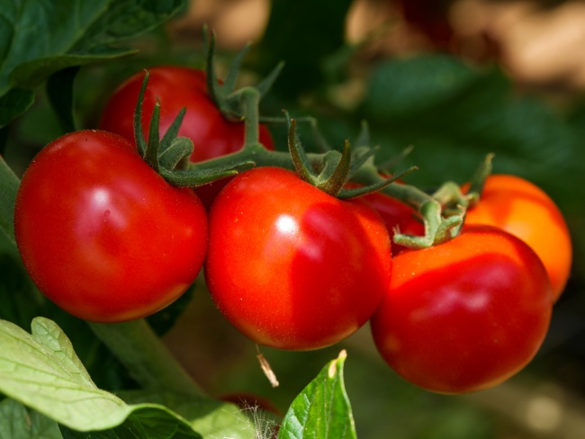 新鲜红色番茄图片