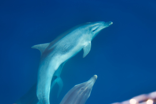 海底可爱海豚图片