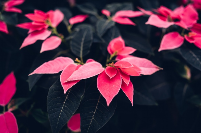 粉色一品红植物图片