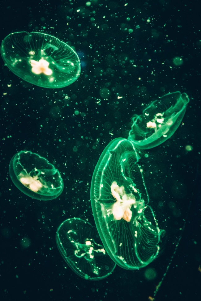 发出绿色荧光的水母图片