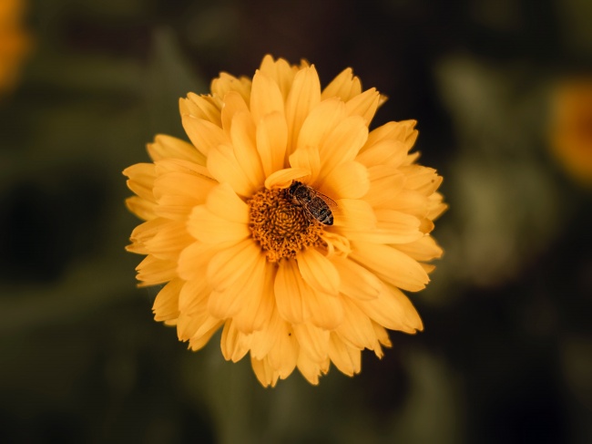 菊花上的蜜蜂图片