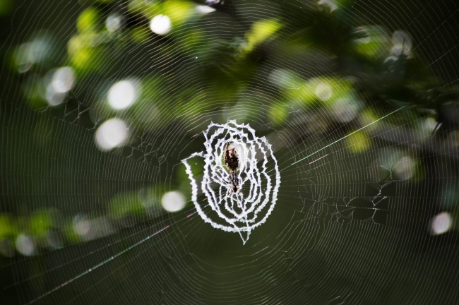 蜘蛛吐丝织网图片