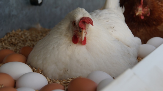白母鸡孵蛋图片