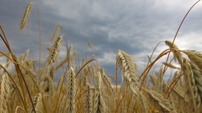 农田小麦成熟麦穗图片