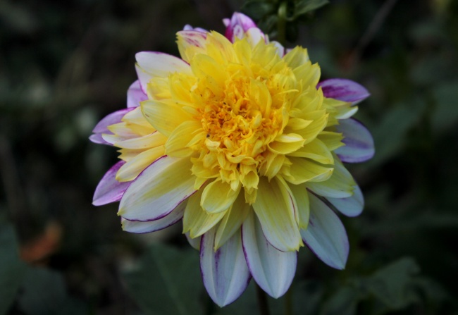 黄色娇琴纱花朵图片