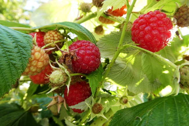 成熟红山莓图片