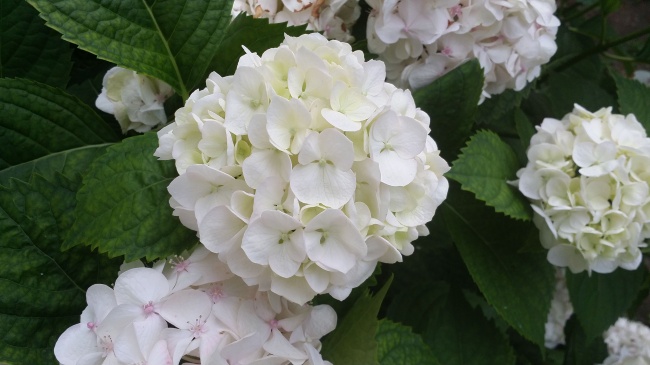 美丽白色绣球花图片