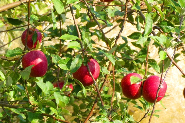 枝头成熟红苹果图片