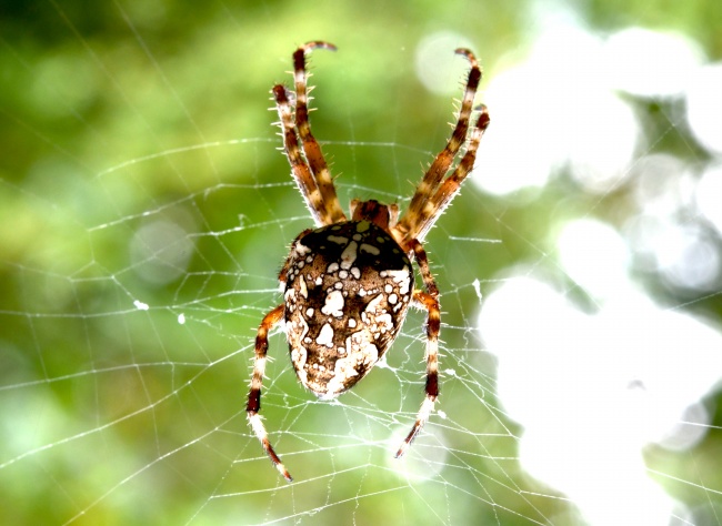 毒蜘蛛知网图片