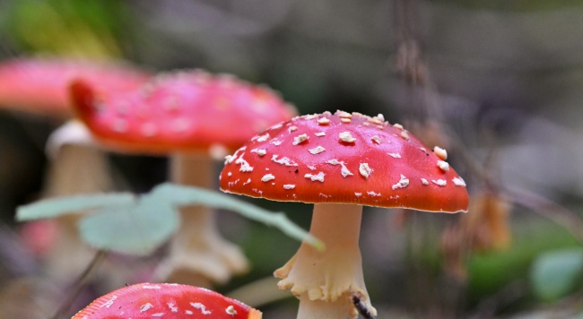 飞木耳蘑菇摄影图片