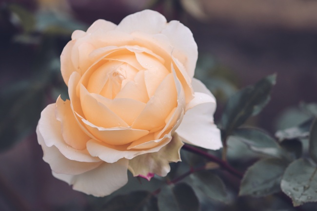 淡粉色玫瑰花摄影图片