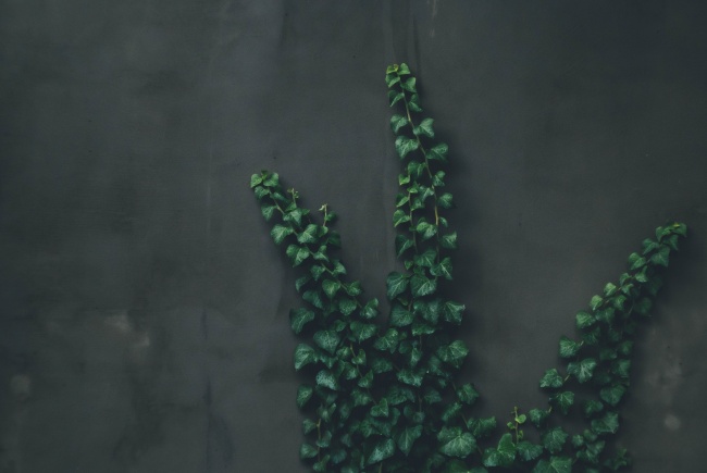 绿色爬山虎藤蔓植物图片