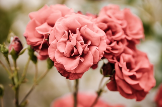 漂亮的粉玫瑰图片