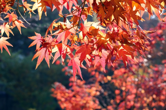 秋天红枫叶唯美图片