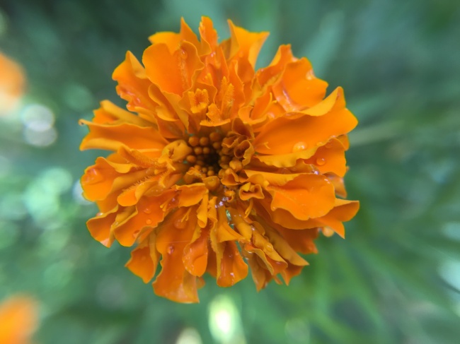 一朵橙色万寿菊图片