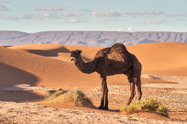 沙漠骆驼吃草图片