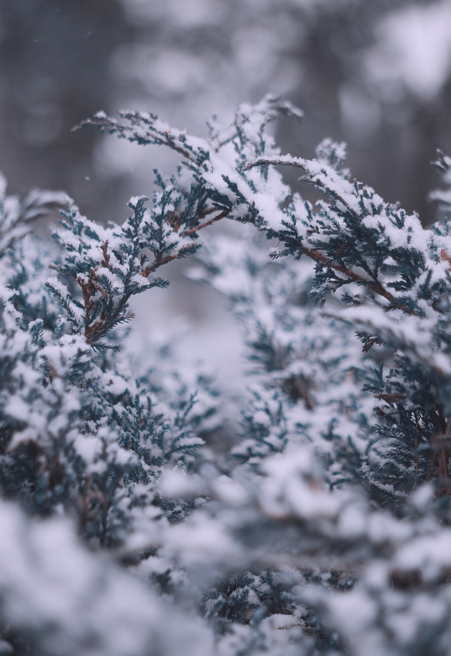 冬天松树雪景特写图片