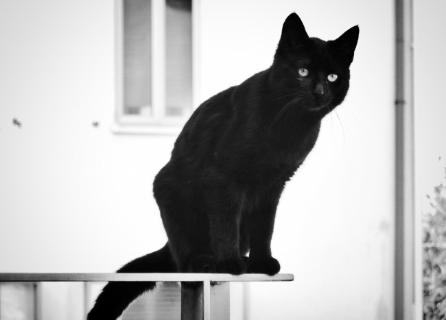 纯黑色小猫图片