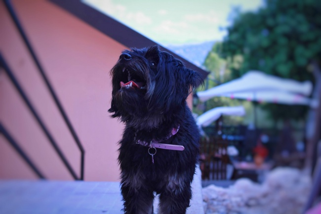 可爱黑色小狗摄影图片