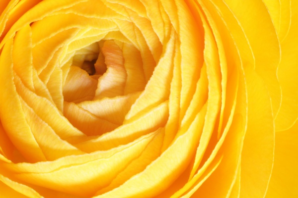 黄色玫瑰花微距摄影图片