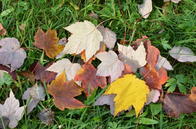 秋天多彩落叶图片