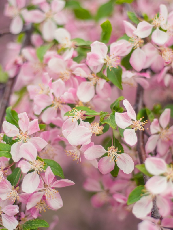 淡雅粉色花卉近景图片