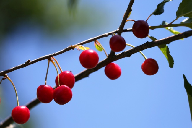 树枝上的红樱桃图片