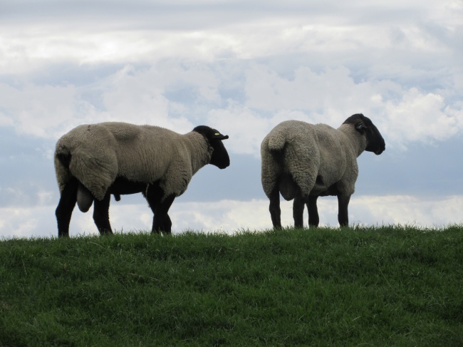 两只绵羊放牧图片