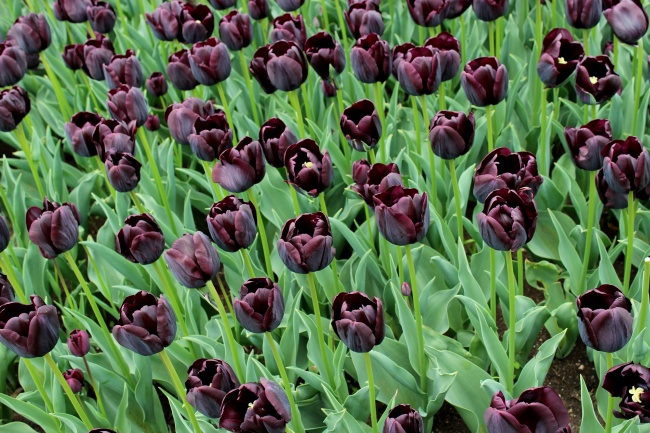 紫黑郁金香花图片