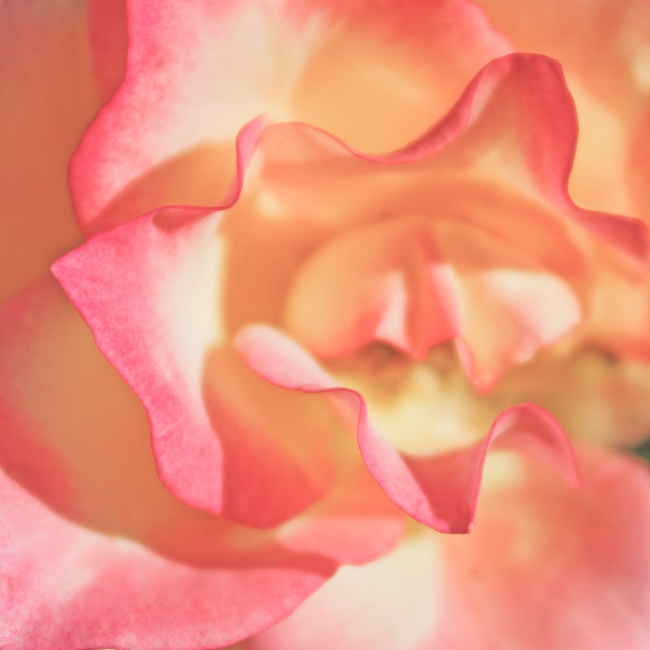 玫瑰花瓣微距图片