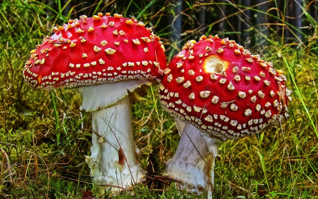 两朵红色蘑菇包图片