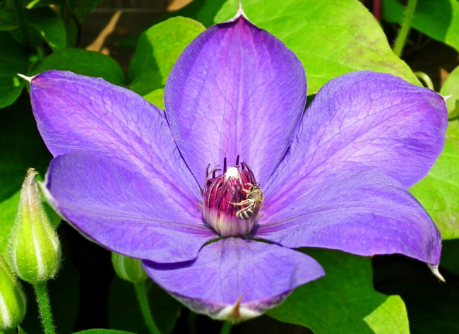 铁线莲紫色花朵图片